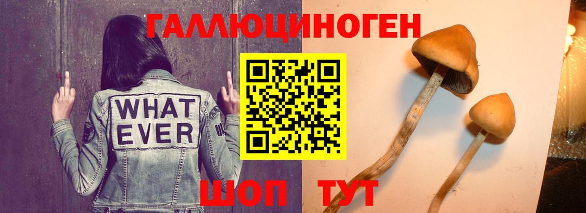 Галлюциногенные грибы мухоморы Усть-Джегута